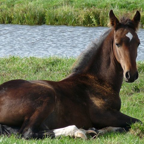 Student of the Horse - Foals - Dudmaston Avalon