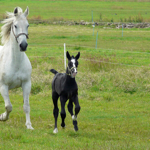 Student of the Horse - Foals - Dudmaston Emilia