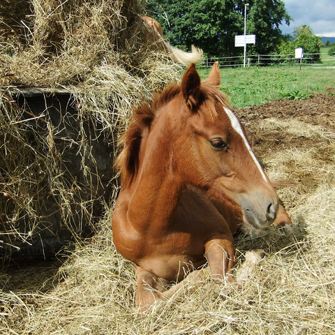 Student of the Horse - Foals - Dudmaston Harper