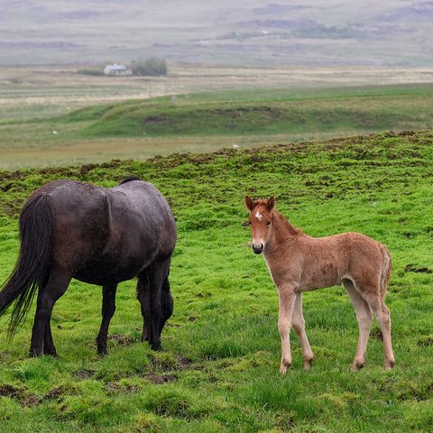 Student of the Horse - Foals - Dudmaston Hermoso