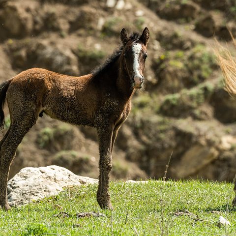 Student of the Horse - Foals - Dudmaston Ofelia