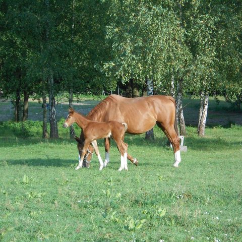 Student of the Horse - Foals - Dudmaston Ravel