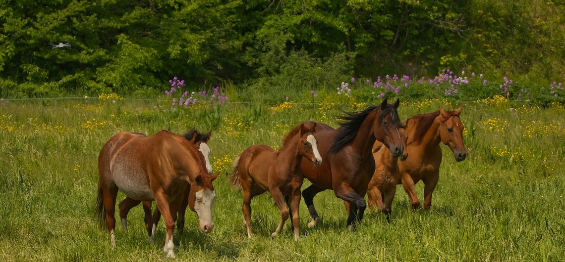 Student of the Horse - Dudmaston Stud