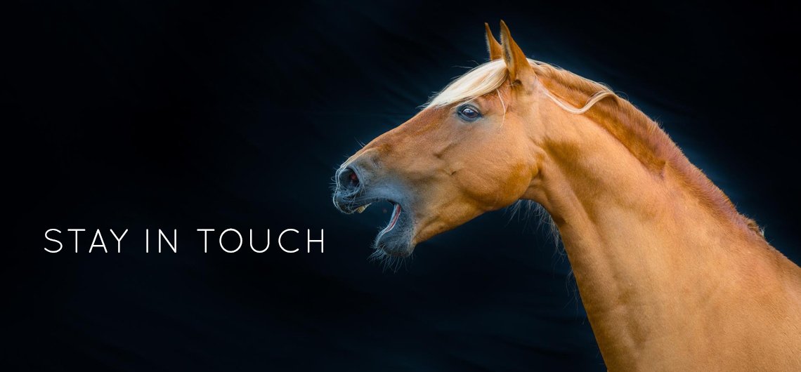 Student of the Horse - Stay in touch