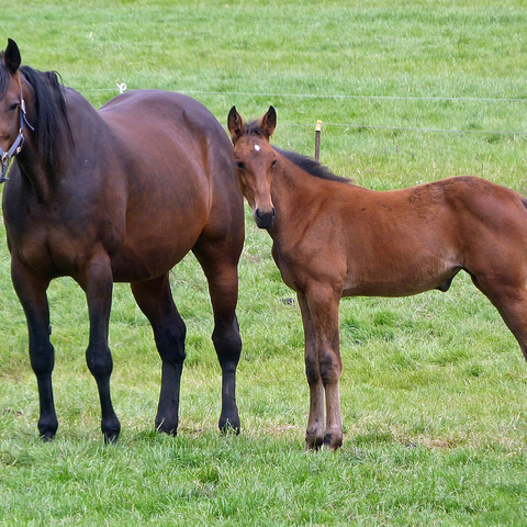 Student of the Horse - Foals - Dudmaston Schemetterling